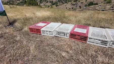 Sivas’ta 500 kene avcısı görev başında