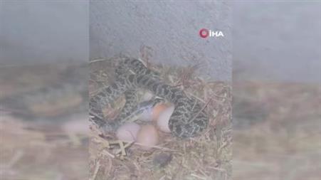 Samanlıkta yumurta yerken yakaladığı yılanı eline dolayıp etrafındakileri korkuttu