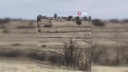 Karacaların hızını gören vatandaşlar hayrete düştü