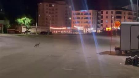 Sivas’ta kokoreçcinin müdavimi tilki, bazen orada yiyor bazen de ’paket yaptırıyor’