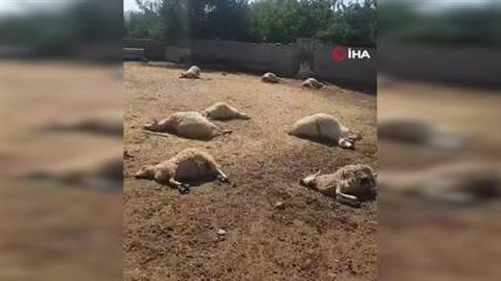 Ankara’da köye inen kurtlar 15 koyunu telef etti