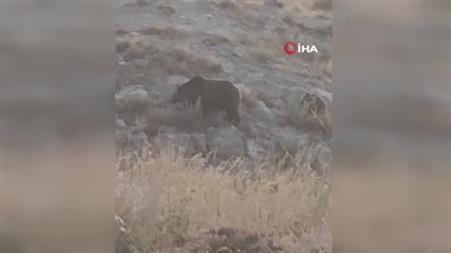 Anne ayı ve iki yavrusu sabahın erken saatlerinde yemek ararken görüntülendi