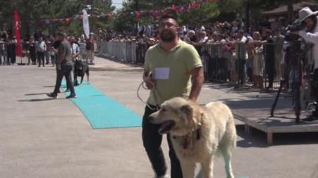 Dünyaca ünlü "Anadolu aslanları" güzellik yarışında kıyasıya yarıştı