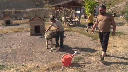 Sıcaktan bunalan dünyaca ünlü Anadolu aslanları, kışı özlemle bekliyor