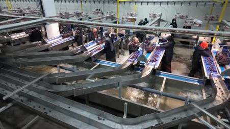 Niğde kirazında ihracat mesaisi: Yüksek rakım kaliteyi artırıyor