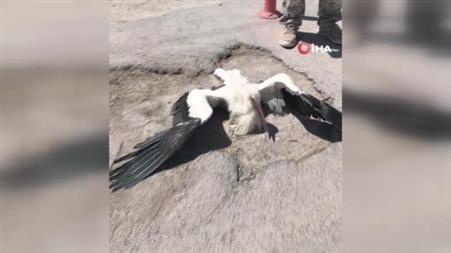 Eskişehir Büyükşehir Belediyesi çöplüğünde bacağı kırık halde bulunan leylek 4 gündür yardım bekliyor