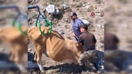 Çukura düşen hamile ineği önce serinletti, sonra kurtardı