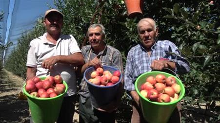 Karaman’da erkenci elma hasadı başladı: Rekolte yüksek