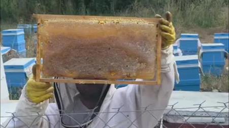 Hobi olarak 3 kovanla başladı, şimdi 250 arı kovanı var
