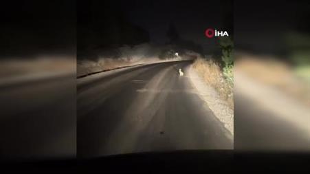 Beypazarı’nda gece sürprizi: Yoldan kaçmayan tavşan sürücüyü şaşırttı