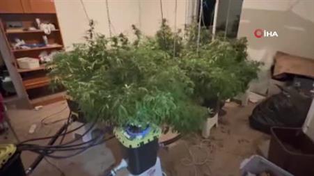 Evinde esrar yetiştiren şahsa operasyon: 2 kilo 960 gram esrar ele geçirildi