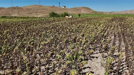 Sarı devler ayçiçeği tarlalarında: Günler süren hasat saatlere indi