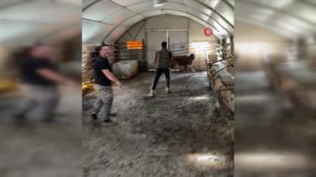 Kamyona binmek istemeyen dana firar etti, güçlükle yakalayabildiler
