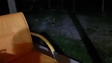 Boncuk adını verdikleri tilkiyi elleriyle beslediler