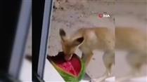 İkramdan memnun kalan tikli bir sonraki gece eşiyle birlikte geldi
