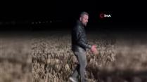 Mısır tarlasına zarar veren domuzu, nöbet tutup avladılar