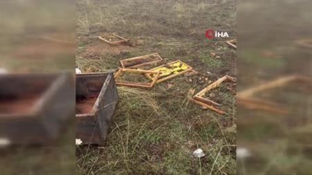 Konya’da ayının kovanlarına saldırdığı üretici: "Aslanım ayı, ye oğlum, ye aslanım"