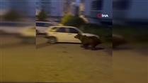 Kızılcahamam’da ayılar ilçe sokaklarına indi