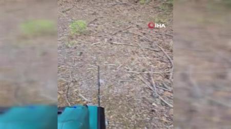 Ormanlık alanda ilginç mantar hasadı