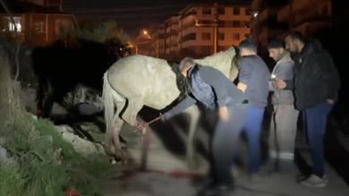 Kanalizasyon kuyusuna düşen at, tedavi edildikten sonra koruma altına alındı