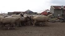 İtalyanlar Türk çoban köpeklerine hayran kaldı
