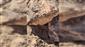 Tavşanlı Höyük’te 4 bin yıllık pati izi bulundu