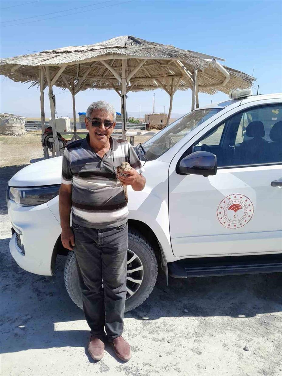 Kanadından yaralanan kızıl şahin, duyarlı çiftçinin dikkatiyle kurtuldu