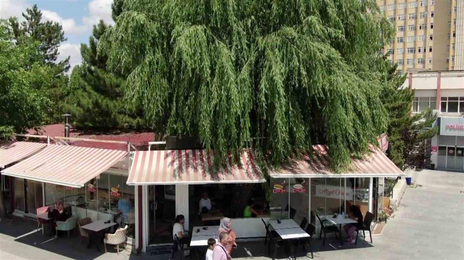 Kesmeye kıyamadığı salkım söğüdü, işletmenin simgesi oldu