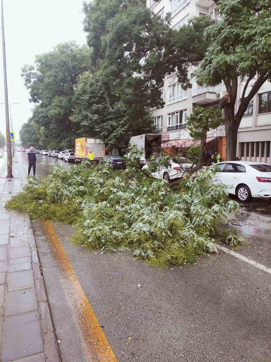 Başkentte yağıştan devrilen ağaç trafiği aksattı