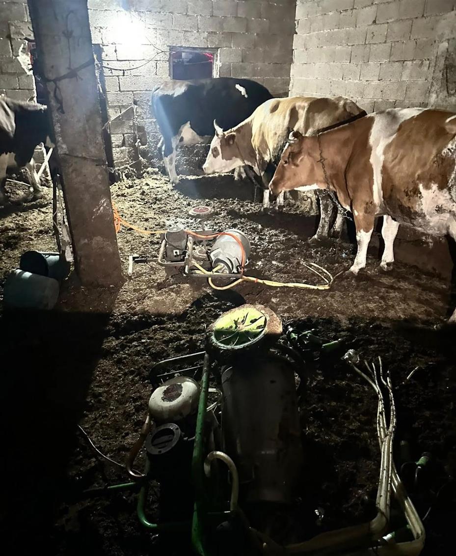 İnek sağarken elektrik akımına kapılan kadın hayatını kaybetti