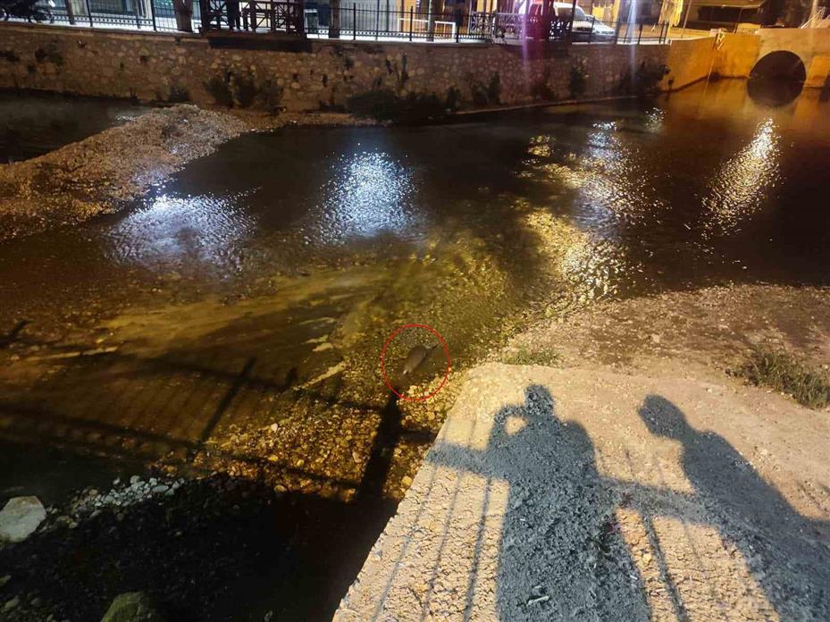 Konya’da su samuru sürprizi