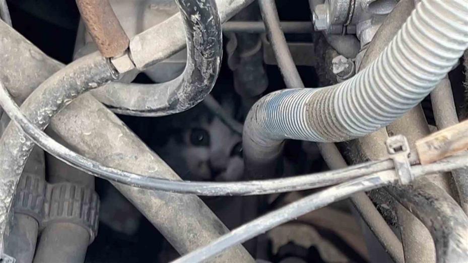 Kaputta sıkışan yavru kedinin imdadına itfaiye yetişti