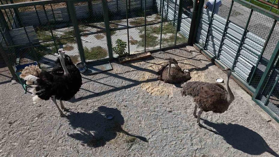 Kayseri’de 10 yıl sonra gelen yavru sevinci: Deve kuşlarının 10 yıl sonra doğal yollarla yavruları oldu