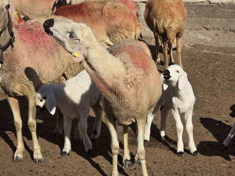 Çobanlık yapıyordu, şimdi kendi sürüsünün başına Afgan çoban getirdi