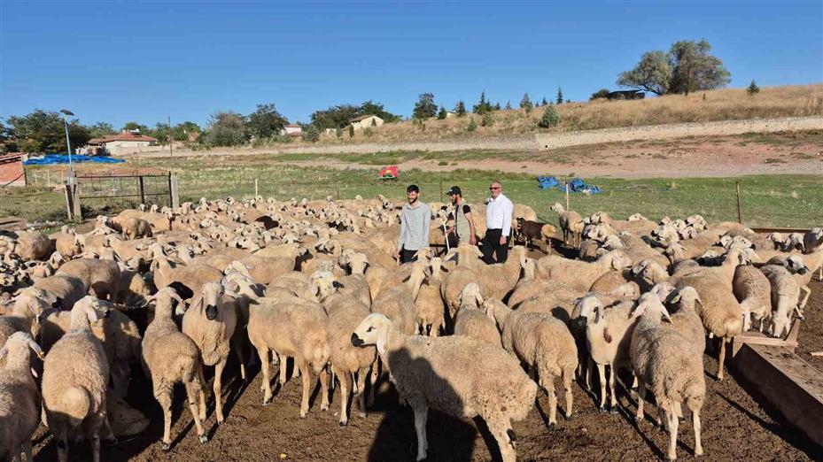 Çobanlık yapıyordu, şimdi kendi sürüsünün başına Afgan çoban getirdi