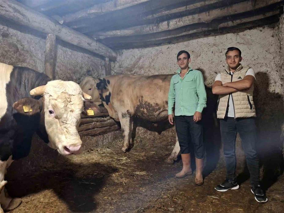 Eskişehir’in dev danaları Guinness Rekorlar Kitabı’na girmeyi bekliyor