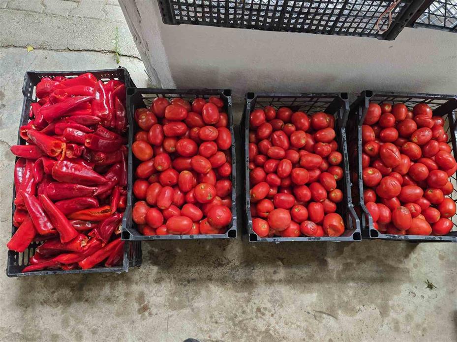 Eşlerine yardımcı olmak isteyen üç erkek arkadaş birlikte salça kaynattı