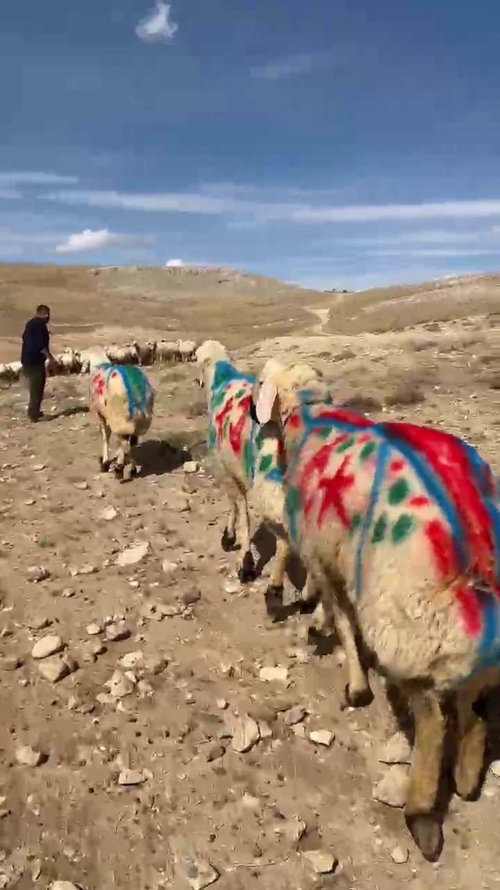Koç katımı asırlık usullerle gerçekleştirildi