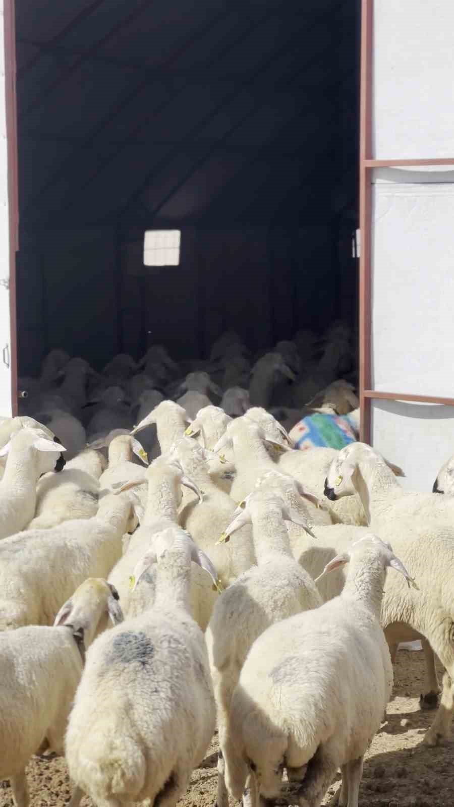 Koç katımı asırlık usullerle gerçekleştirildi