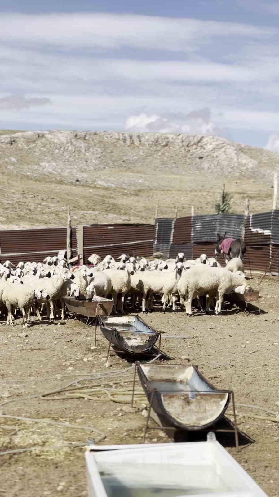 Koç katımı asırlık usullerle gerçekleştirildi