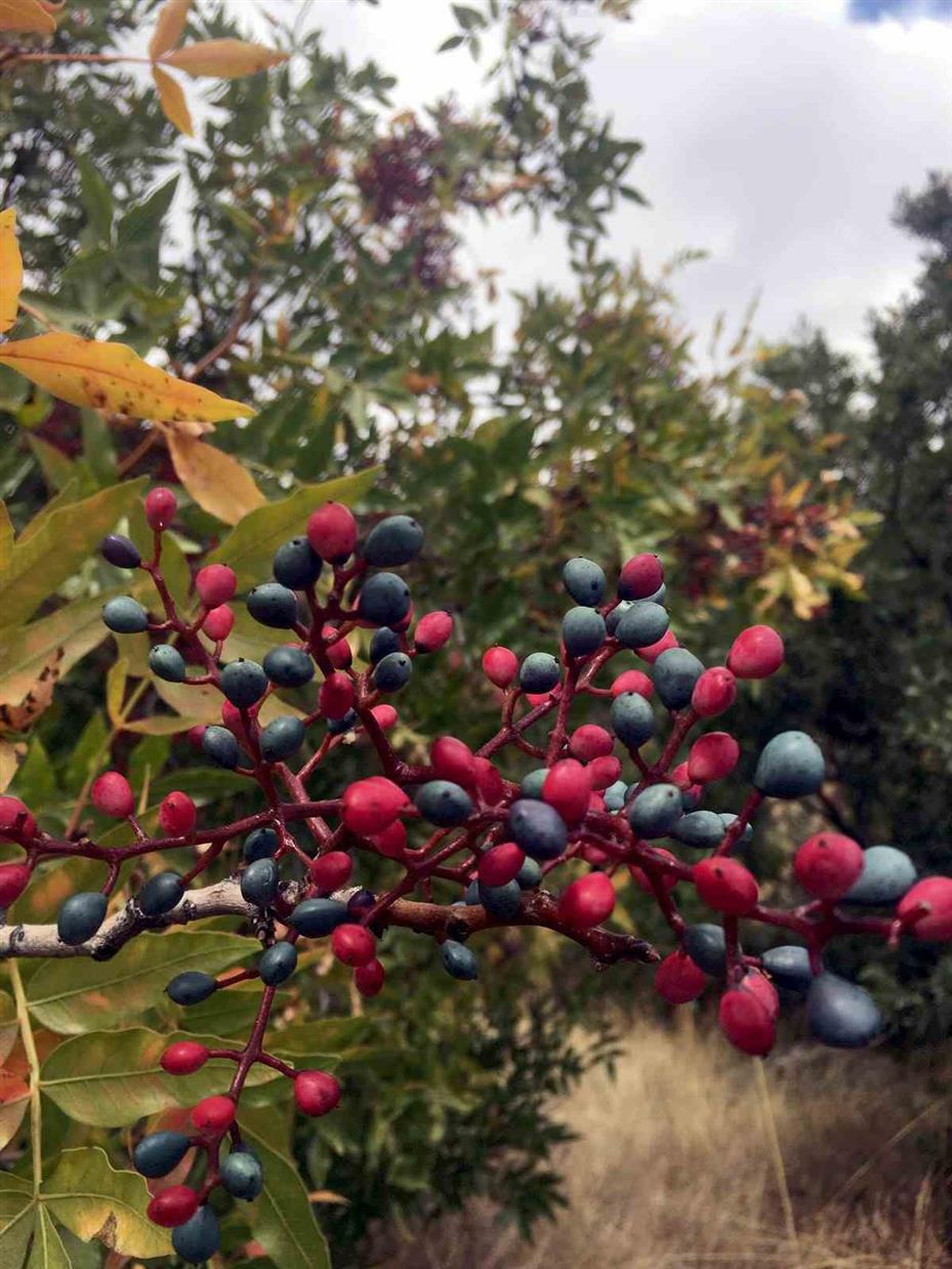 Ali Dağı’nda ekimde elma ağacı çiçek açtı