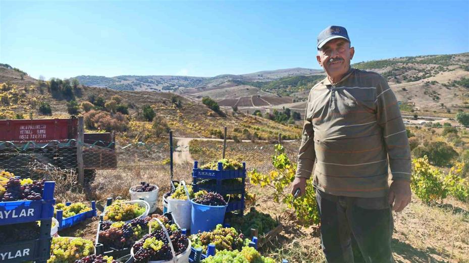 Yozgat’ta bağ bozumu heyecanı pekmez yolculuğuna uzandı