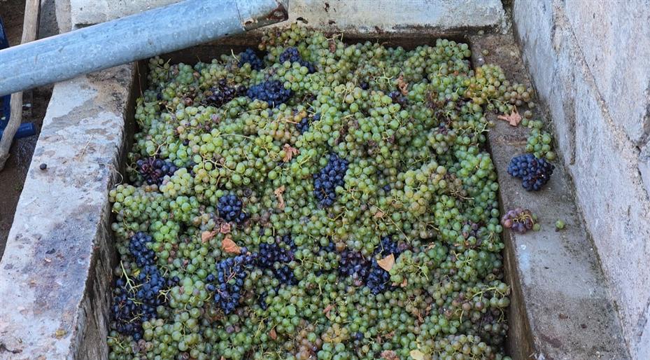 Yozgat’ta bağ bozumu heyecanı pekmez yolculuğuna uzandı