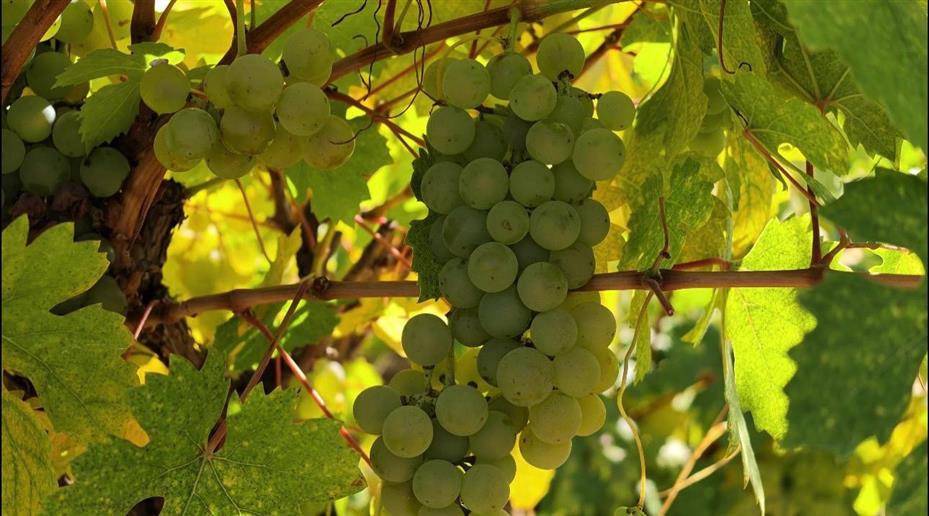 Yozgat’ta bağ bozumu heyecanı pekmez yolculuğuna uzandı