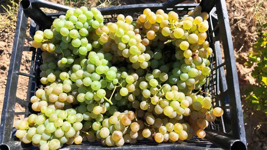 Yozgat’ta bağ bozumu heyecanı pekmez yolculuğuna uzandı