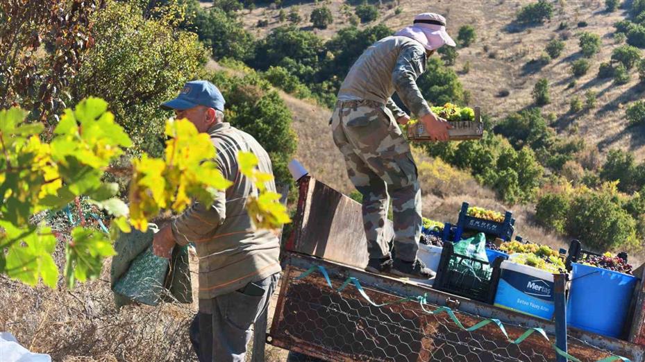 Yozgat’ta bağ bozumu heyecanı pekmez yolculuğuna uzandı