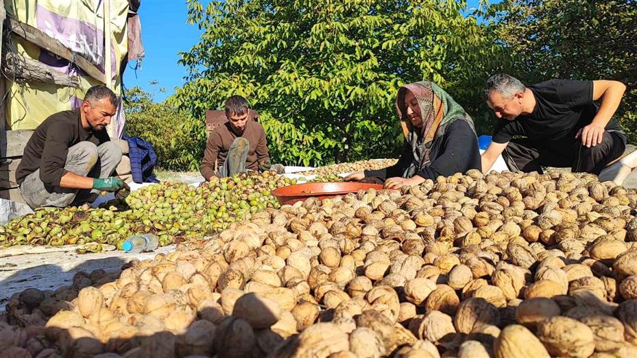 Yozgat’ta ceviz hasadı başladı: Üretici verimden memnun