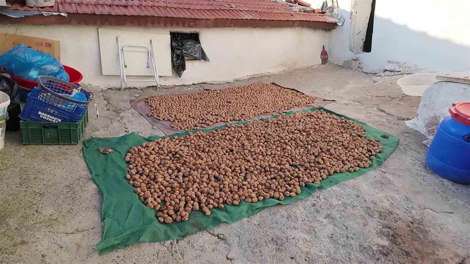 Yozgat’ta ceviz hasadı başladı: Üretici verimden memnun