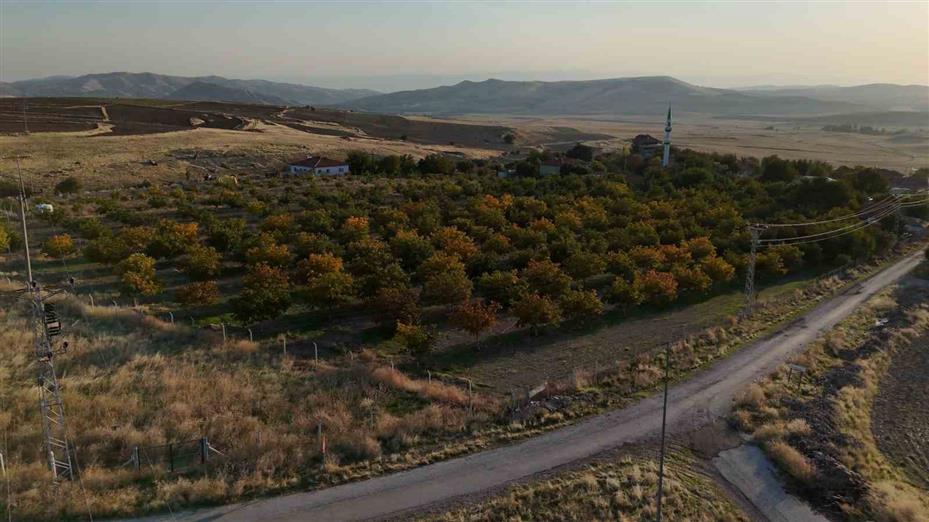 Yozgat’ta ceviz hasadı başladı: Üretici verimden memnun