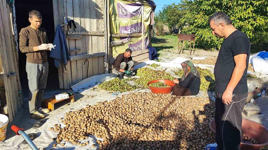Yozgat’ta ceviz hasadı başladı: Üretici verimden memnun